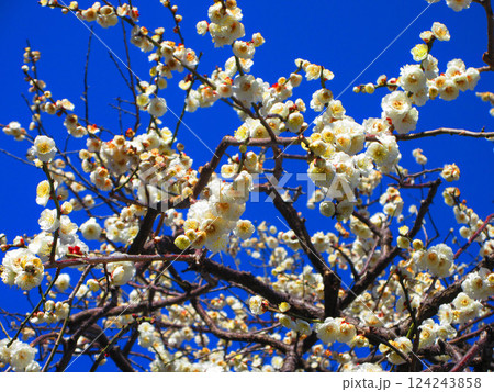 2025年2月に撮影した埼玉県川口市内の梅の花と青空の美しい風景 124243858