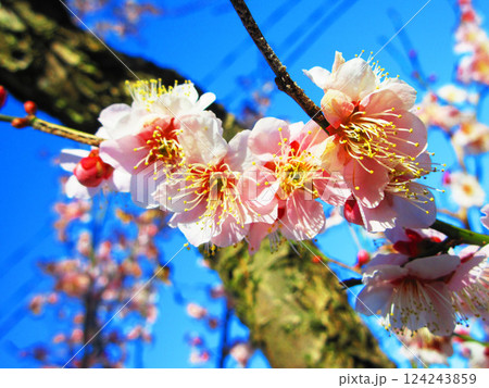 2025年2月に撮影した埼玉県川口市内の梅の花と青空の美しい風景 124243859