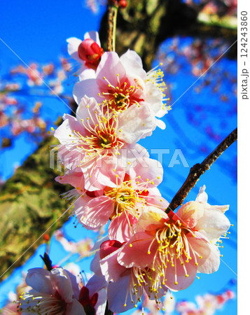 2025年2月に撮影した埼玉県川口市内の梅の花と青空の美しい風景 124243860