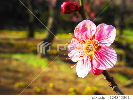 2025年2月に撮影した埼玉県川口市内の梅の花と青空の美しい風景 124243861