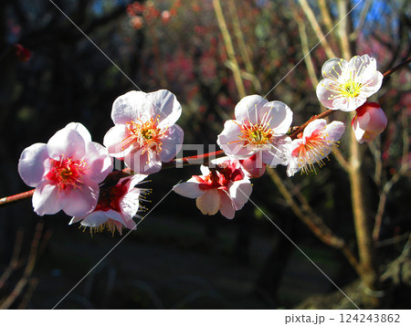2025年2月に撮影した埼玉県川口市内の梅の花と青空の美しい風景 124243862