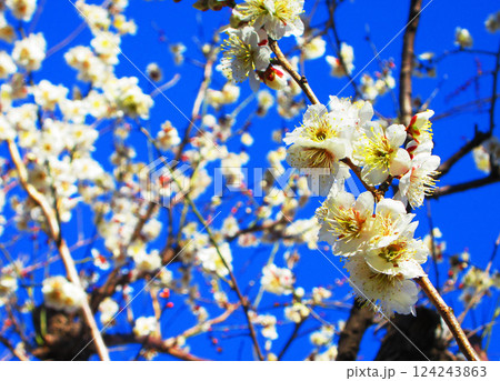 2025年2月に撮影した埼玉県川口市内の梅の花と青空の美しい風景 2025年2月に撮影した埼玉県川口市内の梅の花と青空の美しい風景 124243863