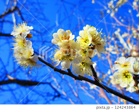 2025年2月に撮影した埼玉県川口市内の梅の花と青空の美しい風景 124243864