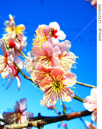 2025年2月に撮影した埼玉県川口市内の梅の花と青空の美しい風景 124243869
