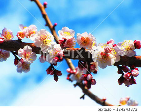 2025年2月に撮影した埼玉県川口市内の梅の花と青空の美しい風景 2025年2月に撮影した埼玉県川口市内の梅の花と青空の美しい風景 124243872