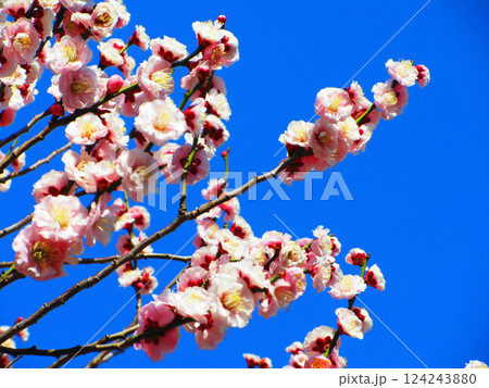 2025年2月に撮影した埼玉県川口市内の梅の花と青空の美しい風景 2025年2月に撮影した埼玉県川口市内の梅の花と青空の美しい風景 124243880
