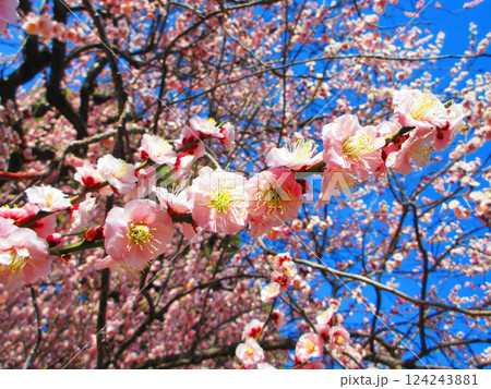 2025年2月に撮影した埼玉県川口市内の梅の花と青空の美しい風景 2025年2月に撮影した埼玉県川口市内の梅の花と青空の美しい風景 124243881
