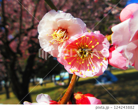 2025年2月に撮影した埼玉県川口市内の梅の花と青空の美しい風景 124243882