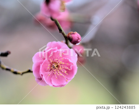 雨の3月に咲いた美しい紅梅「未開紅（ミカイコウ）」 124243885