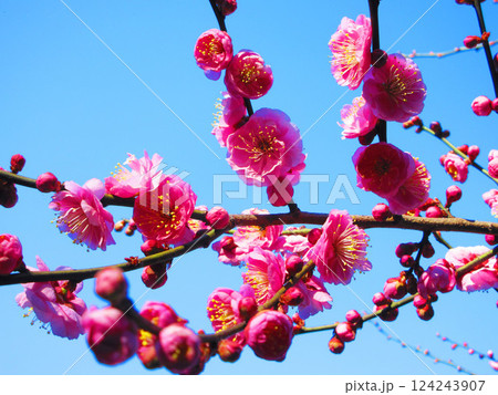 2025年2月に撮影した紅梅と青空の美しい風景 124243907