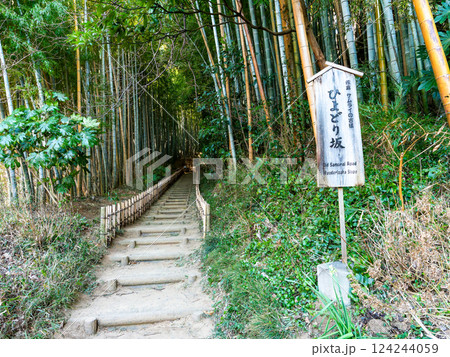 江戸時代から変わらない竹林に囲まれたサムライの古径　ヒヨドリ坂の厳かな景色 124244059