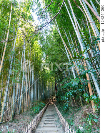 江戸時代から変わらない竹林に囲まれたサムライの古径 ヒヨドリ坂の厳かな景色 江戸時代から変わらない竹林に囲まれたサムライの古径 ヒヨドリ坂の厳かな景色 124244060
