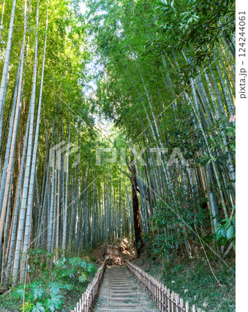 江戸時代から変わらない竹林に囲まれたサムライの古径　ヒヨドリ坂の厳かな景色 124244061