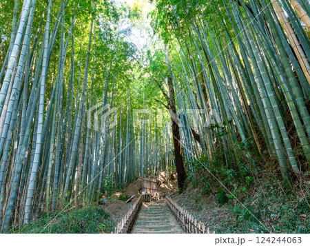 江戸時代から変わらない竹林に囲まれたサムライの古径　ヒヨドリ坂の厳かな景色 124244063