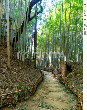 江戸時代から変わらない竹林に囲まれたサムライの古径　ヒヨドリ坂の厳かな景色 124244071