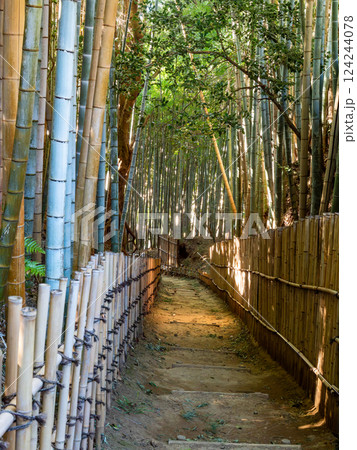 江戸時代から変わらない竹林に囲まれたサムライの古径　ヒヨドリ坂の厳かな景色 124244078