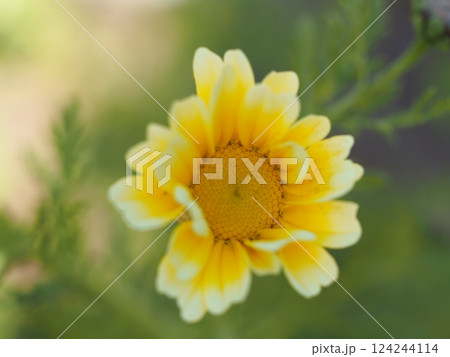 野菜の花 春菊の花 野菜の花 春菊の花 124244114