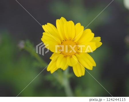 野菜の花 春菊の花 野菜の花 春菊の花 124244115