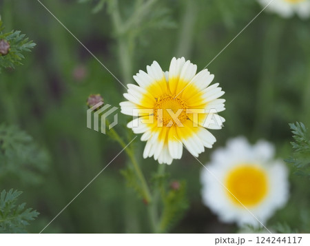 野菜の花 春菊の花 野菜の花 春菊の花 124244117