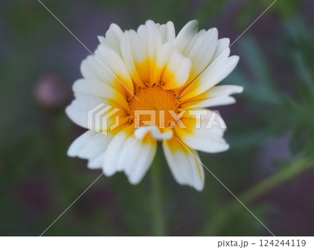 野菜の花　春菊の花 124244119