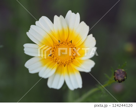 野菜の花 春菊の花 野菜の花 春菊の花 124244120