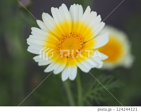 野菜の花 春菊の花 野菜の花 春菊の花 124244121