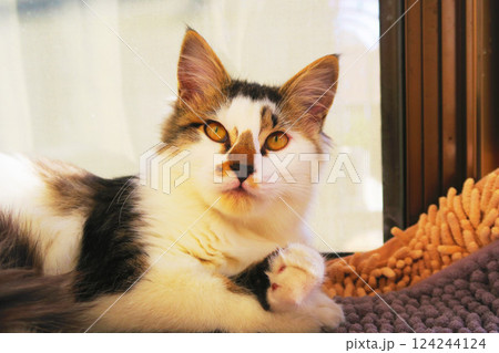 縞三毛猫のかわいらしい姿の写真 縞三毛猫のかわいらしい姿の写真 124244124