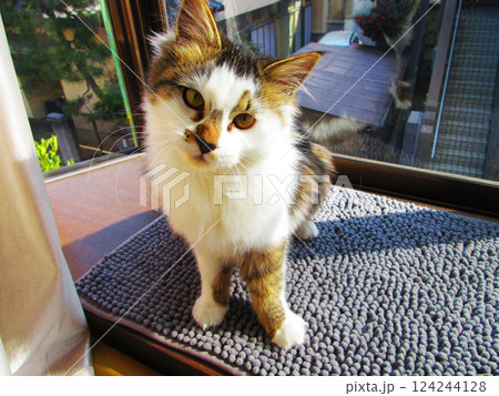 縞三毛猫のかわいらしい姿の写真 124244128