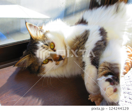 縞三毛猫のかわいらしい姿の写真 縞三毛猫のかわいらしい姿の写真 124244129