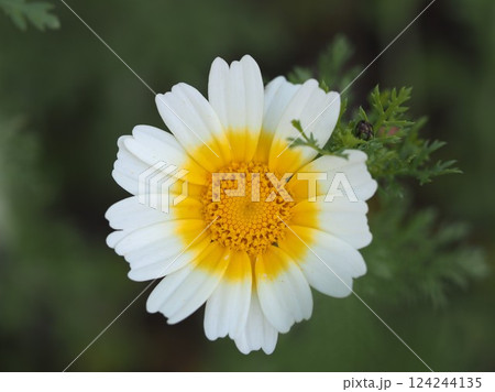 野菜の花　春菊の花 124244135