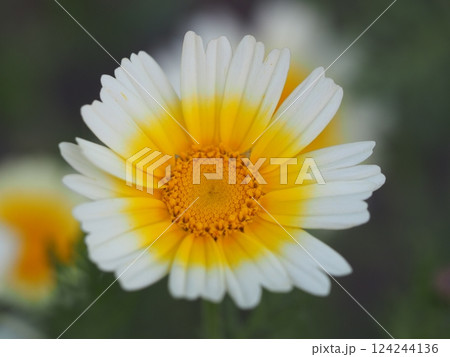 野菜の花 春菊の花 野菜の花 春菊の花 124244136