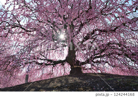 枝垂れ梅　鈴鹿の森庭園　2025 124244168