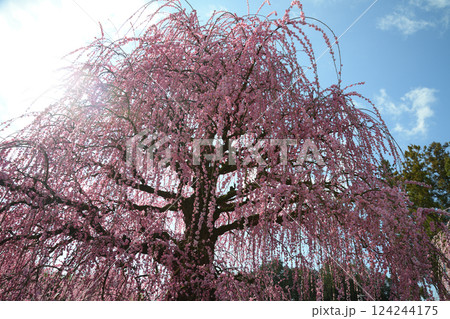 枝垂れ梅　鈴鹿の森庭園　2025 124244175