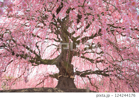 枝垂れ梅　鈴鹿の森庭園　2025 124244176