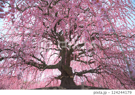 枝垂れ梅　鈴鹿の森庭園　2025 124244179