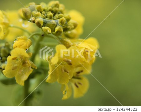 雨が降った3月に咲いた黄色い菜の花 雨が降った3月に咲いた黄色い菜の花 124244322