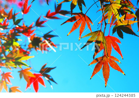 紅葉している樹木と青空の美しい風景 紅葉している樹木と青空の美しい風景 124244385