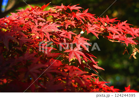 紅葉している樹木と青空の美しい風景 124244395