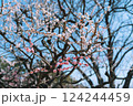 咲き始めの紅白梅 124244459