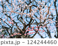 春の訪れを告げる梅の花 124244460