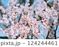 早春を告げる満開の梅 124244461
