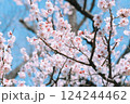 青空を背景にした満開の梅 124244462