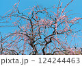 青空に映える梅の花 124244463