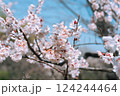 梅の花とつぼみ 124244464