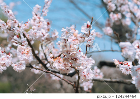 梅の花とつぼみ 梅の花とつぼみ 124244464