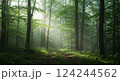 霧に包まれる森 124244562