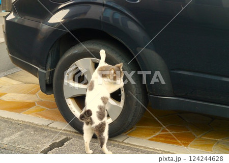 うららかな昼下がり、猫はお澄ましでリラクゼーション。 124244628