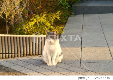 うららかな昼下がり、猫はお澄ましでリラクゼーション。 うららかな昼下がり、猫はお澄ましでリラクゼーション。 124244630