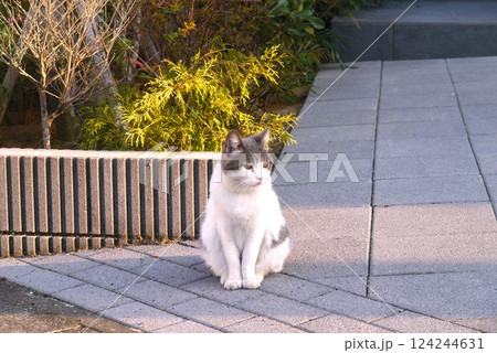 うららかな昼下がり、猫はお澄ましでリラクゼーション。 124244631