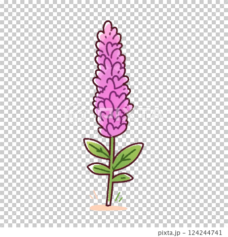 シンプルなラベンダーのイラスト、アイコン、素材、背景なし シンプルなラベンダーのイラスト、アイコン、素材、背景なし 124244741
